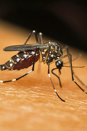 Zikavirus ook op Sint Maarten Zikavirus ook op Sint Maarten
