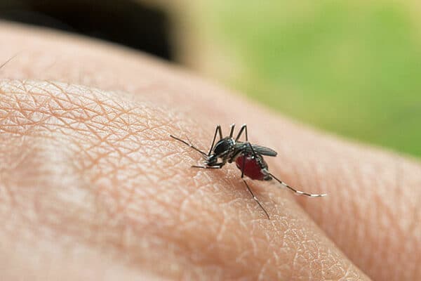 Tropische ziekte gele koorts na dertig jaar terug in nederland